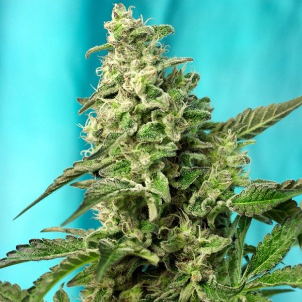 Green poison fast