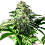 sticky dream auto