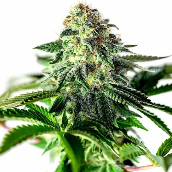 sticky dream auto - Positronics sticky dream auto