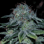 Mystic Cookie