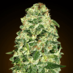 Auto California Kush (x3) 00 Seeds