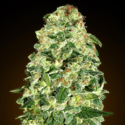 Auto California Kush (x3) + 1 semilla regalo