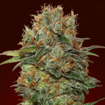 Auto Chocolate kush (x3) 00 Seeds