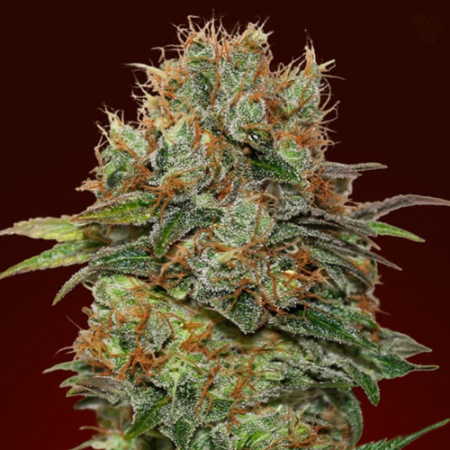 Auto Chocolate kush (x3) + 1 semilla regalo