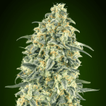 Auto White Widow XXL (x3) - 00 Seeds