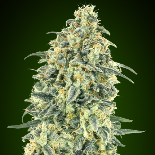 Auto White Widow XXL (x3) - 00 Seeds + 1 semilla de regalo