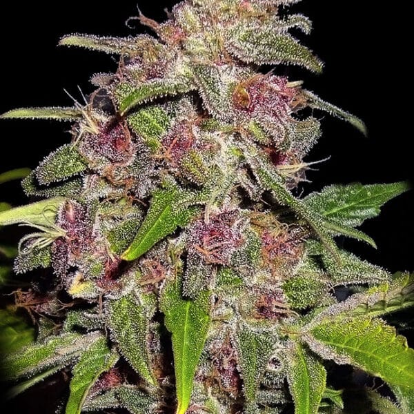 Blue Sugar Auto (x5)