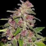 Blue Sugar Auto