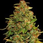 Blue Kraken Auto