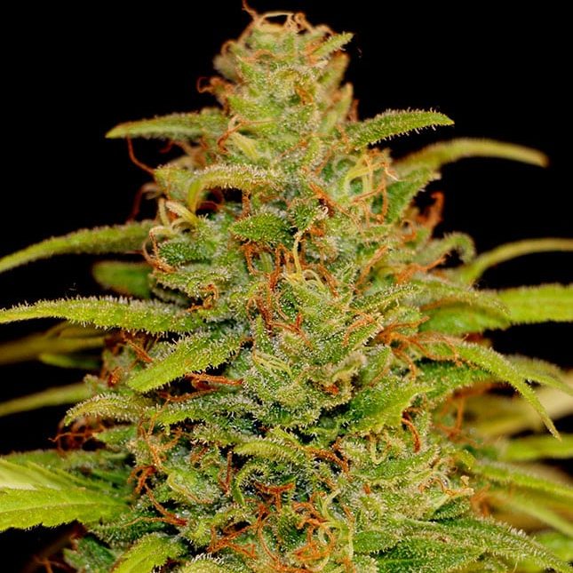 Cheestar shaman genetics Cheestar