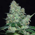 Hubba Bubba Auto