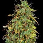 Kraken Auto