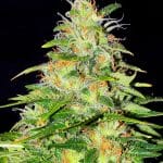 Marley's Auto
