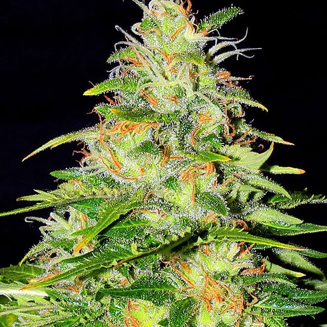 Marley's Auto Marley's Auto