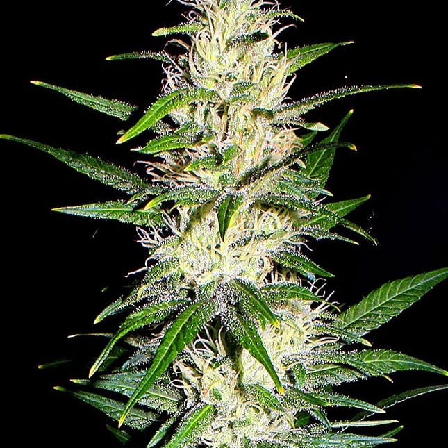 Public Enemy Public Enemy