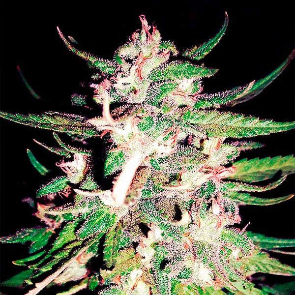 Thai Impact Thai Impact