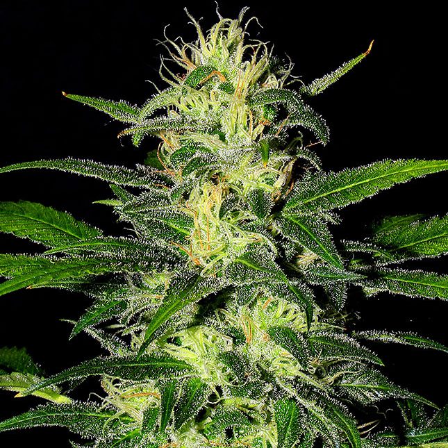 The Super The Super auto