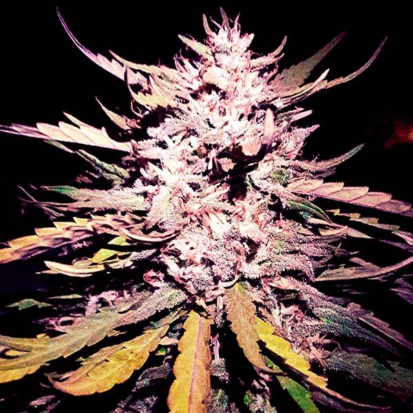 True Jones True Jones