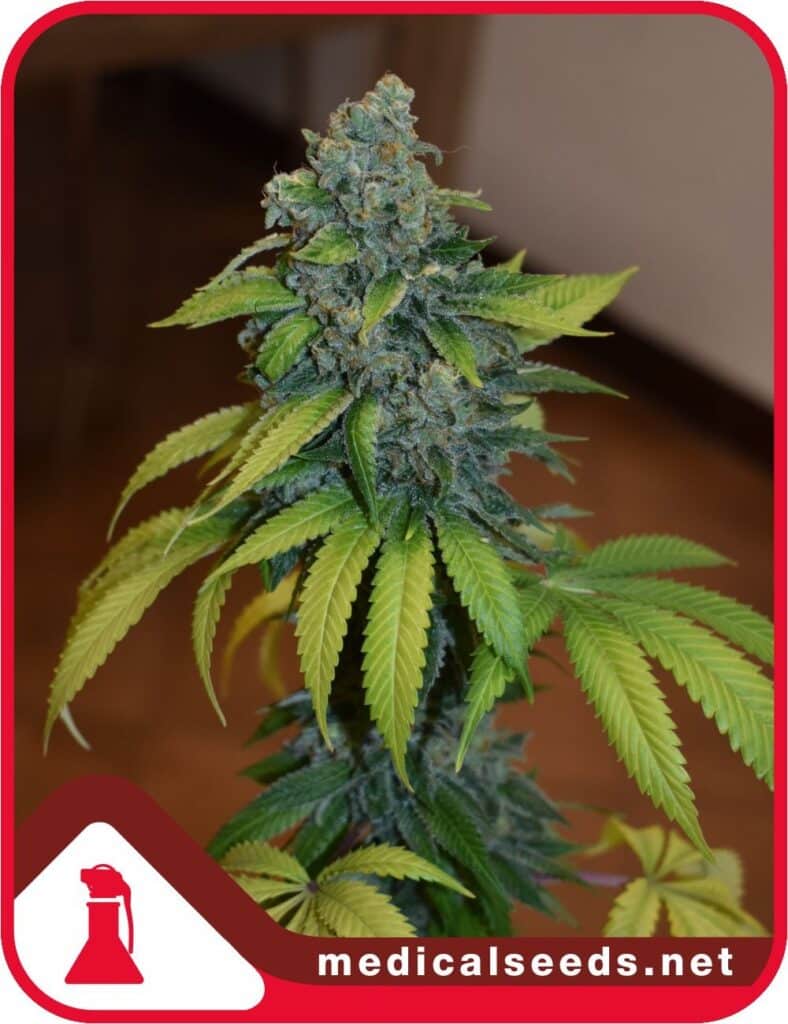 Zkittlez (x3) Medical Seeds