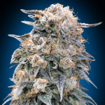 00 Kush Fast Fem (x3) 00 Seeds