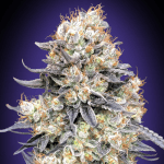 Auto Purple Punch (x3) - 00 Seeds