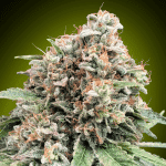 Sweet Critical 2.0 Fem (x3) - 00 Seeds