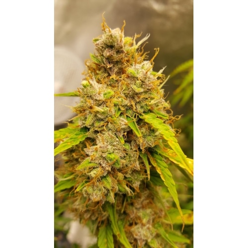 Auto Creeper (x3) Super sativa seed