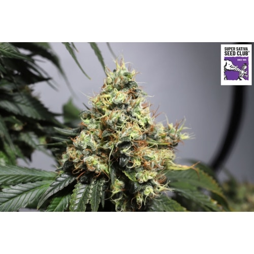 Bruce Lemon Diesel (x3) Super sativa seed