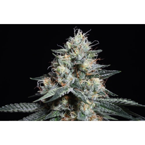 Lava Freeze (x3) Super sativa seeds