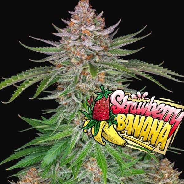 Strawberry Banana (x3)