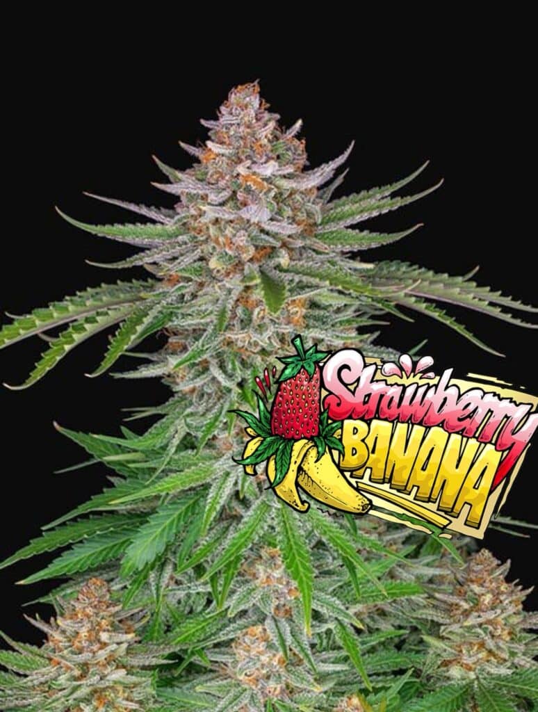 Strawberry Banana (x3)