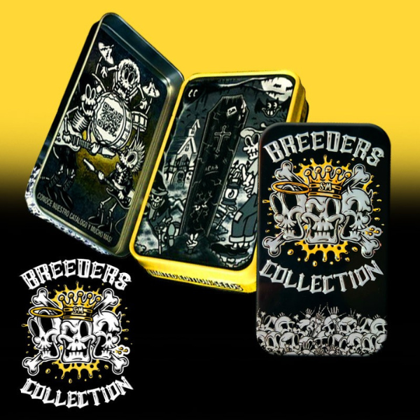 Amnesia x purple punch