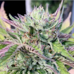 Monkey haze cookies