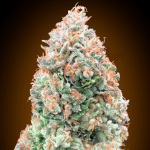 Auto Chocolate Skunk xxl (x3) - 00 Seeds