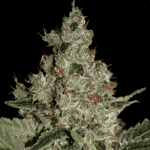 Acid Fem (x3) Paradise Seeds - Remate del huaso