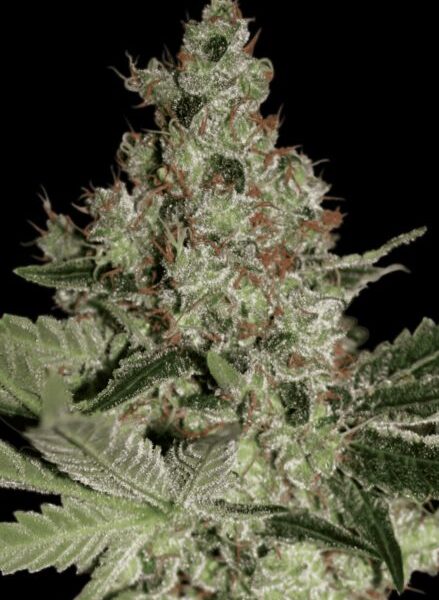 Acid (x3) Paradise Seeds