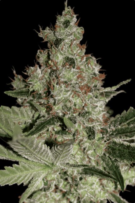 Acid (x3) Paradise Seeds