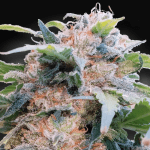 cbdream