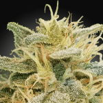 CBDrelief Fem (x3) - Paradise Seeds - Remate del huaso