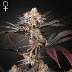 Wonder Pie Fem (x3) - Green House Seeds
