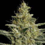 allkush