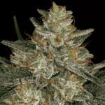 dutch kush