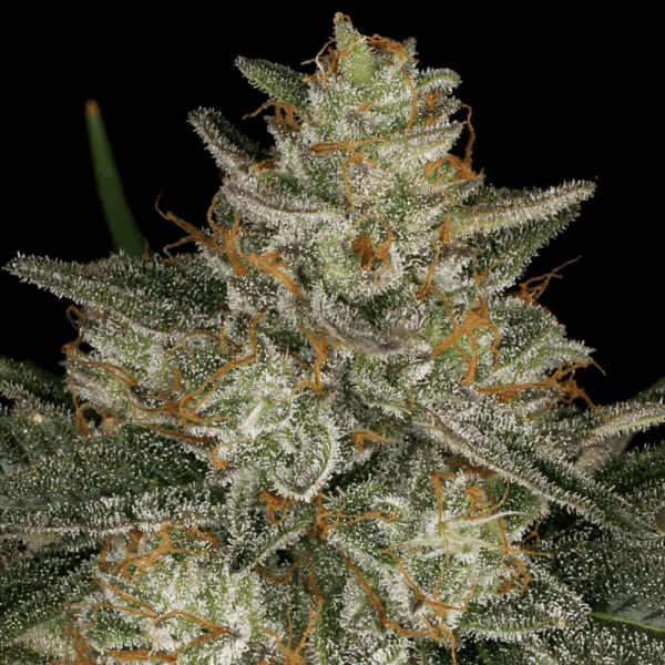 2x1 Dutch Kush Fem - Paradise Seeds