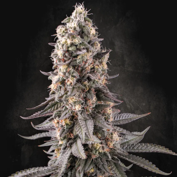 2x1 El Dorado OG Fem (x3) - Paradise Seeds