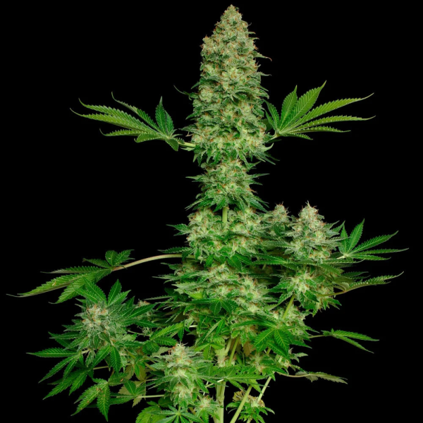 2x1 Jacky White Fem (x3) - Paradise Seeds