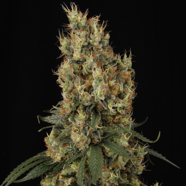 2x1 Mendocino Skunk Fem - Paradise Seeds x Tommy Chong