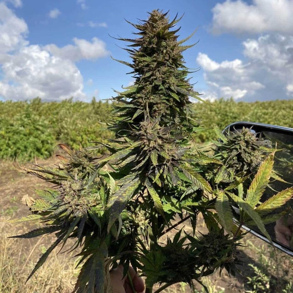 Seedsman CBG #1