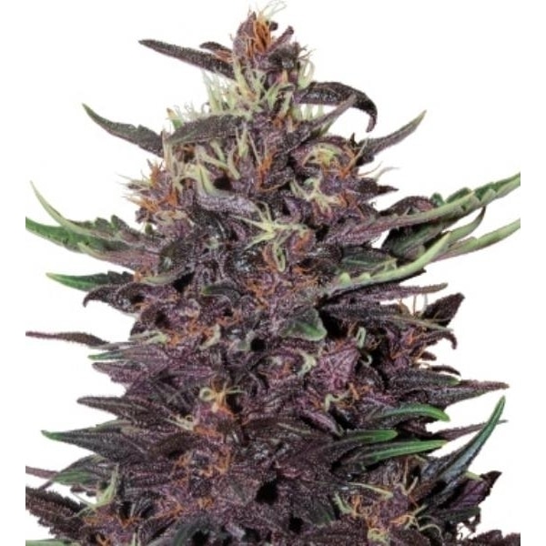 Buddha Purple Kus FEM (x3)