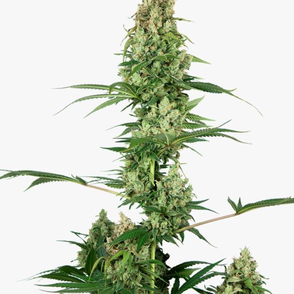 Silver Fire (x3) Sensi Seeds