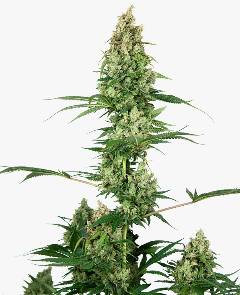 Silver Fire (x3) Sensi Seeds